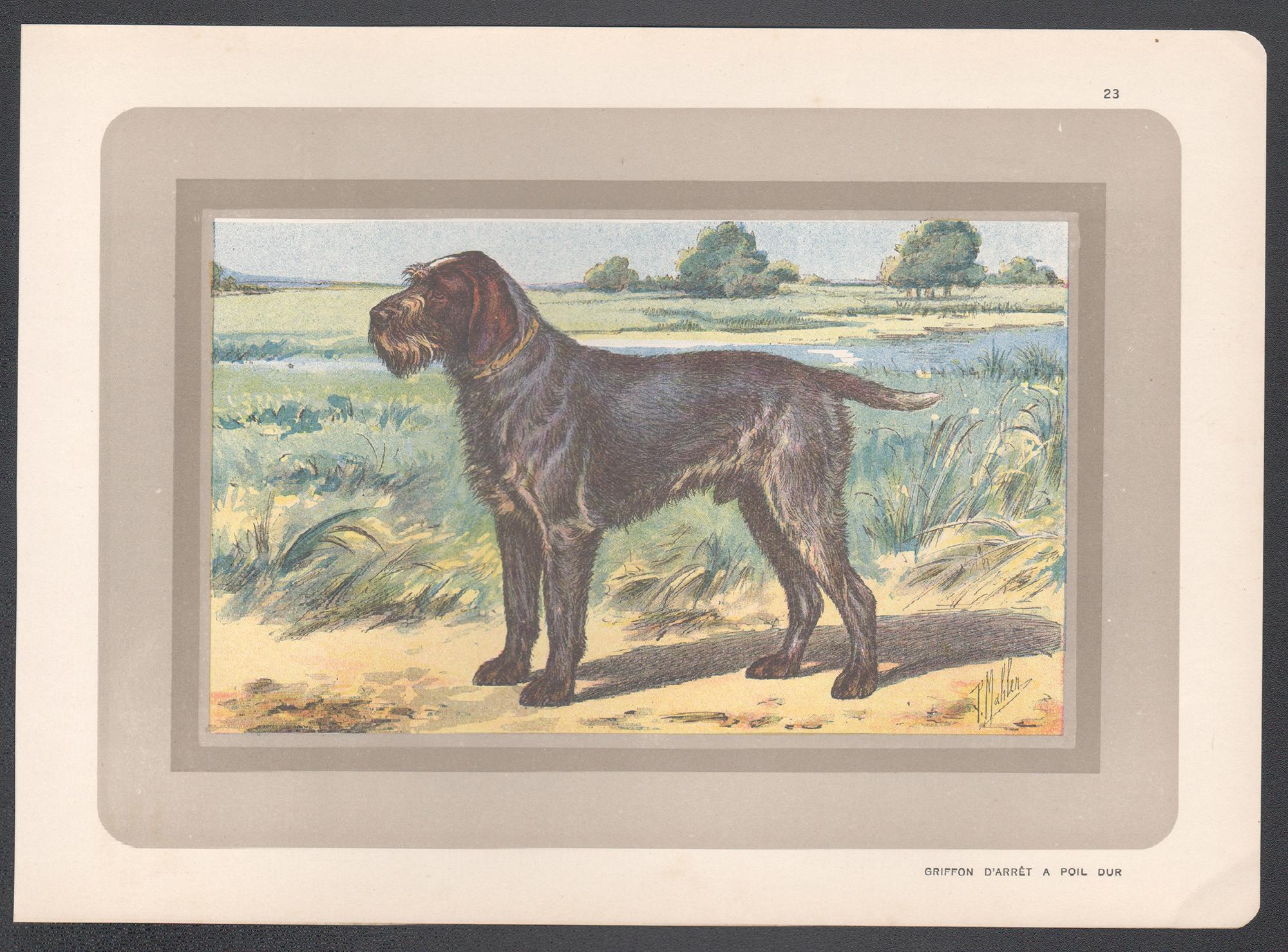 Griffon D'' Arret A Poil Dur, Französischer Chromolithographiedruck mit Hund, 1931 – Print von P. Mahler