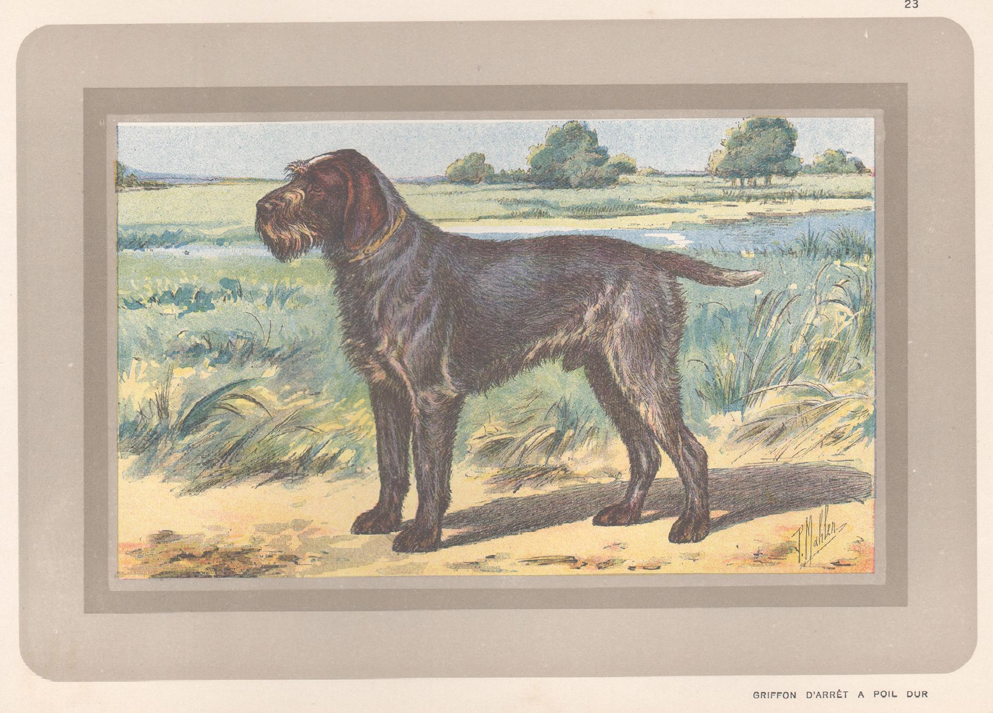 Animal Print P. Mahler - Griffon « Arret A Poil Dur », gravure chromolithographie de chien de chasse français, 1931
