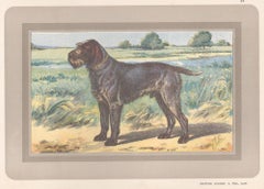 Griffon D' Arret A Poil Dur, French hound dog chromolithograph print, 1931