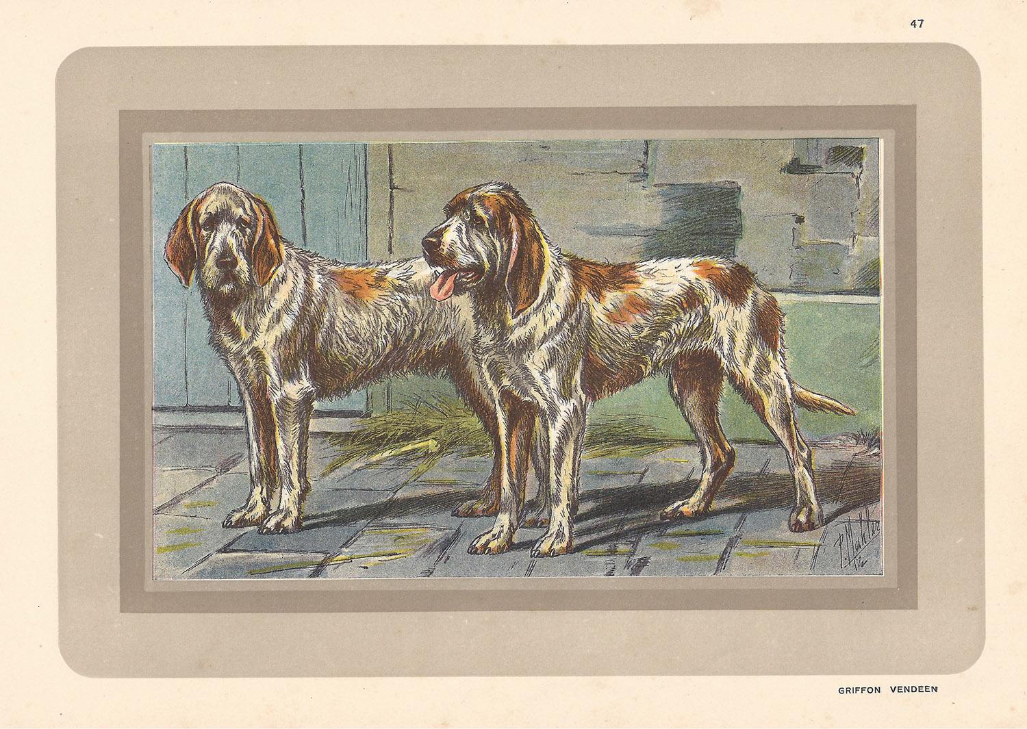 P. Mahler Animal Print - Griffon Vendeens, French hound, dog chromolithograph, 1930s