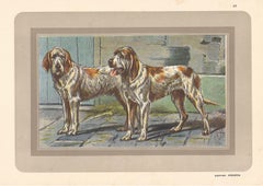 Vintage Griffon Vendeens, French hound, dog chromolithograph, 1930s