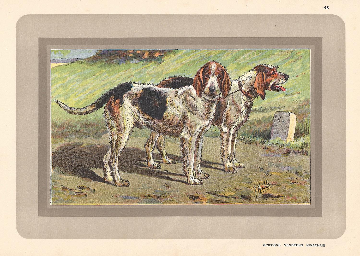 Griffon Vendeens Nivernais, French hound, dog chromolithograph, 1930s