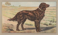 Irish Setter