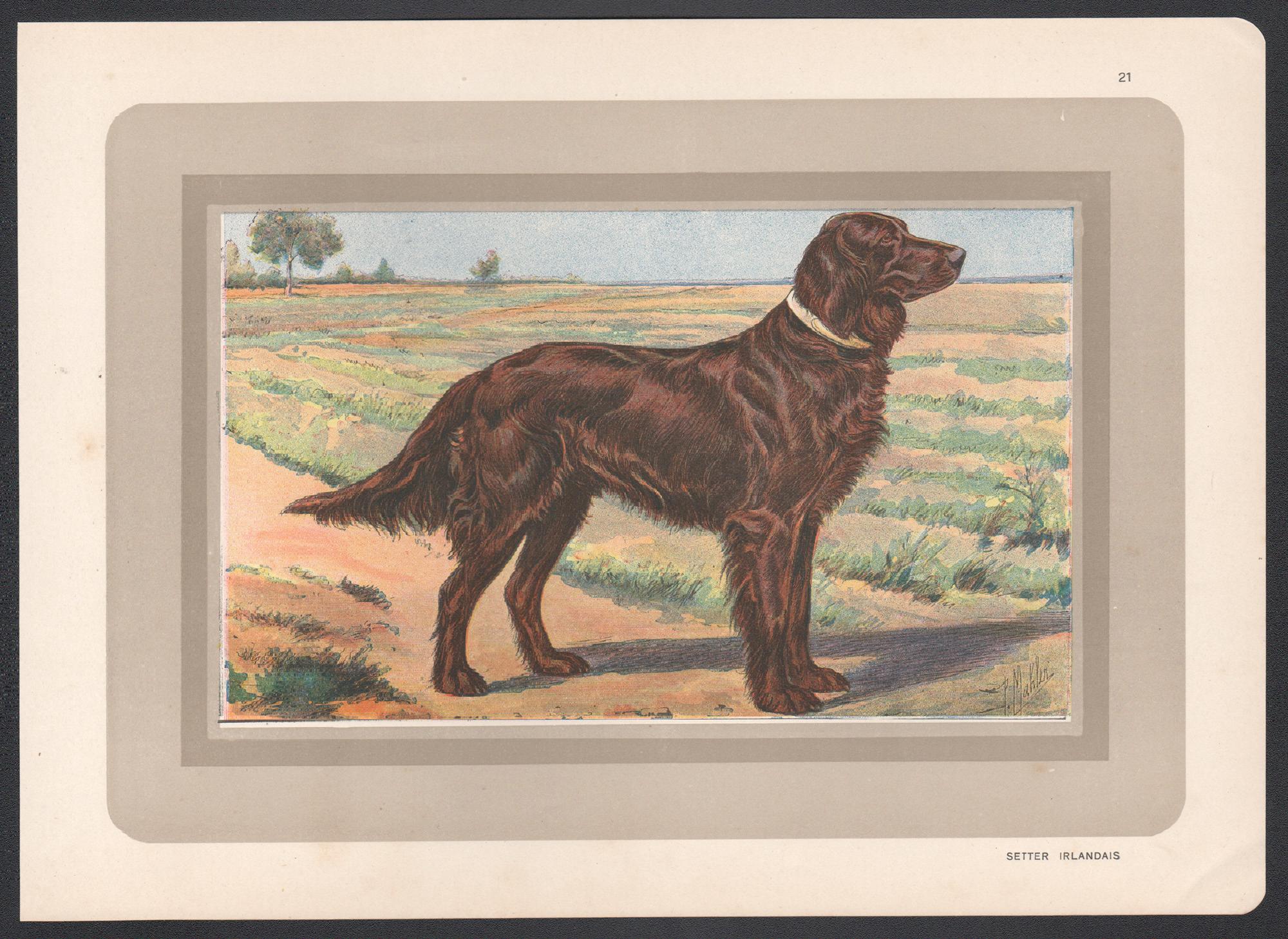 Irish Setter, impression chromolithographie d'un chien de chasse français, années 1930 - Print de P. Mahler