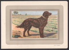 Irish Setter, French hound dog chromolithograph print, 1930s