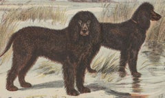 Irish Water Spaniel