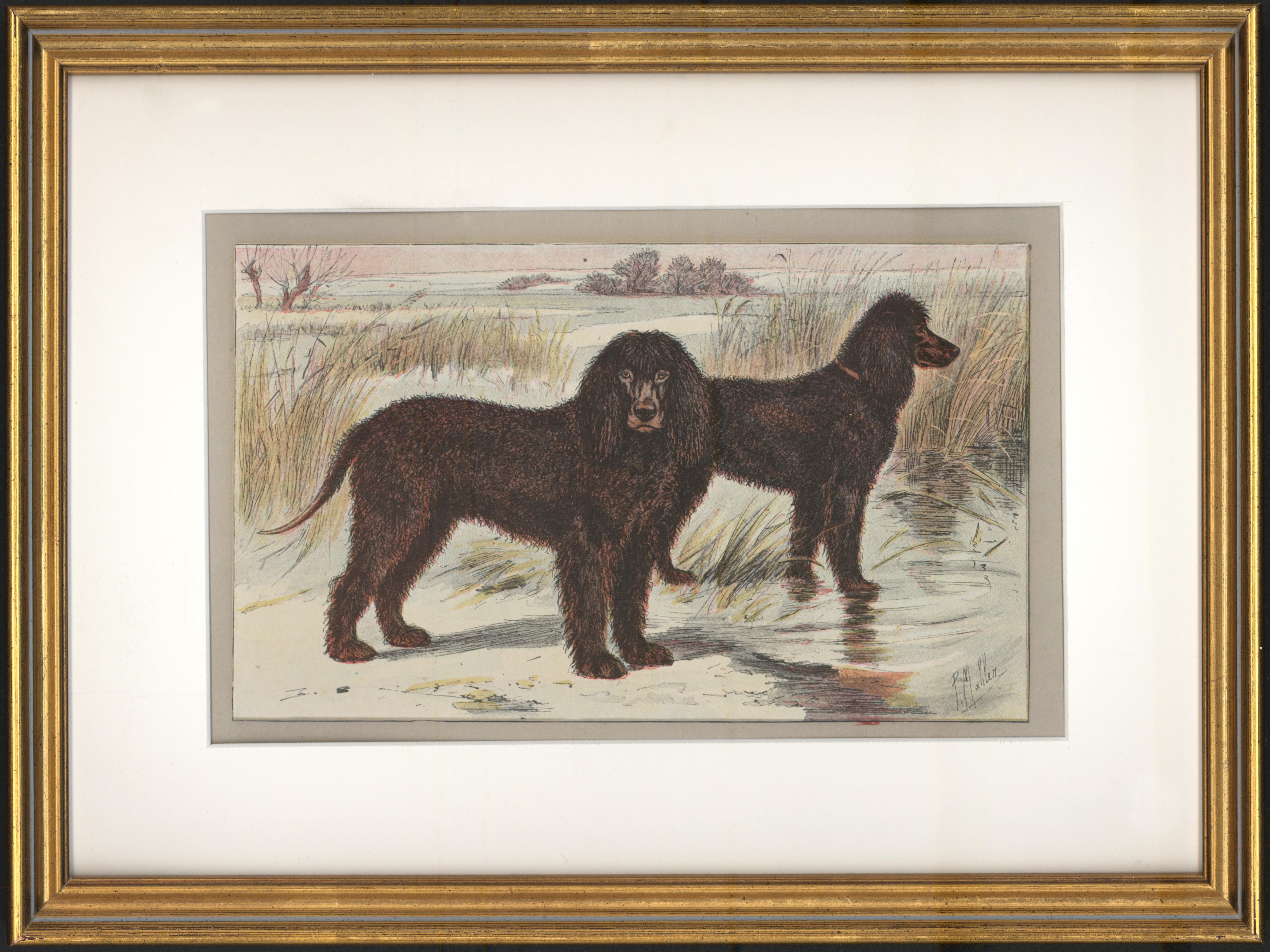 P. Mahler Animal Print - Irish Water Spaniel