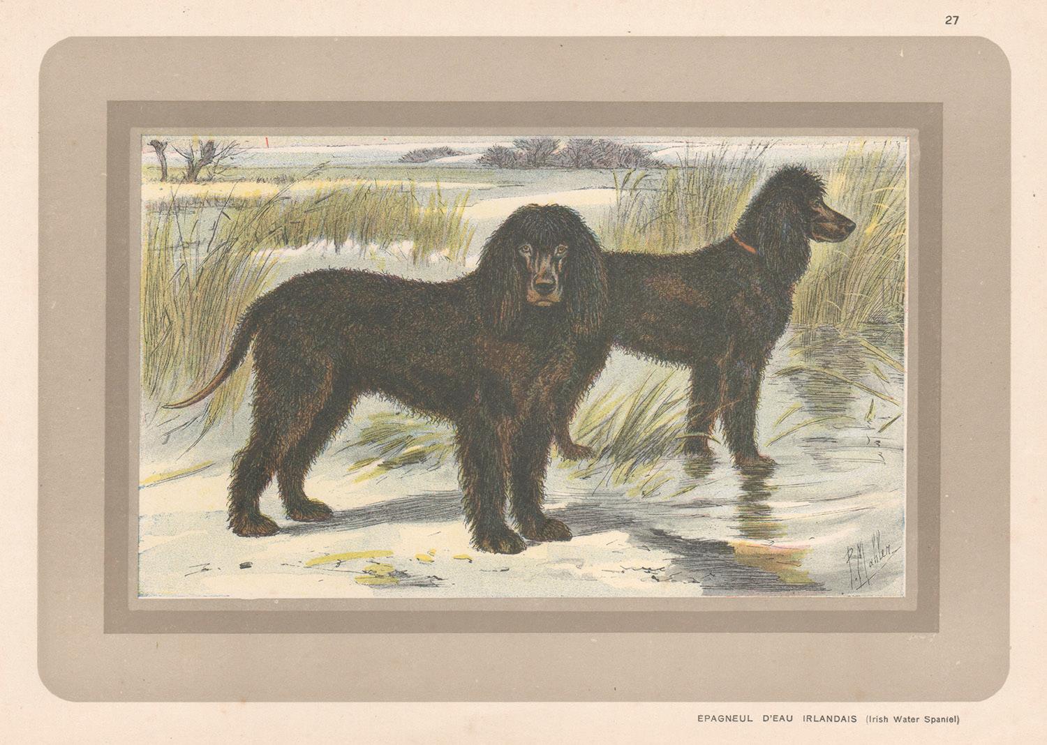 P. Mahler Animal Print – Irisches Wasserspaniel, Franzsischer Hund, Chromolithographie, 1930er Jahre