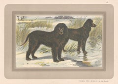 Vintage Irish Water Spaniel, French hound, dog chromolithograph, 1930s