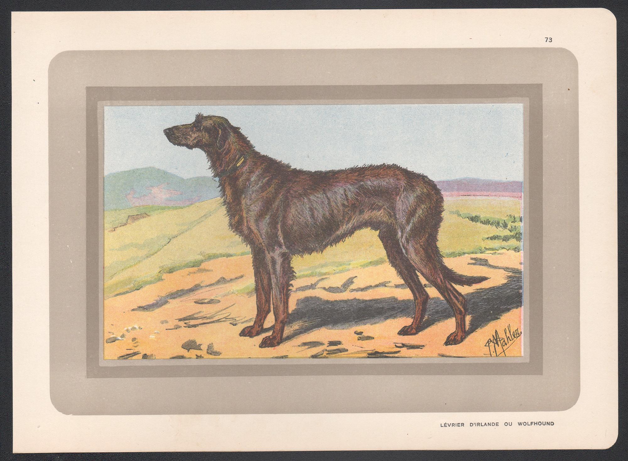 Irischer Wolfshund, französischer Jagdhund Chromolithographie, 1930er Jahre – Print von P. Mahler