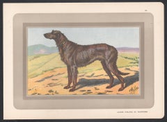 Irish Wolfhound, French hound dog chromolithograph print, 1930s