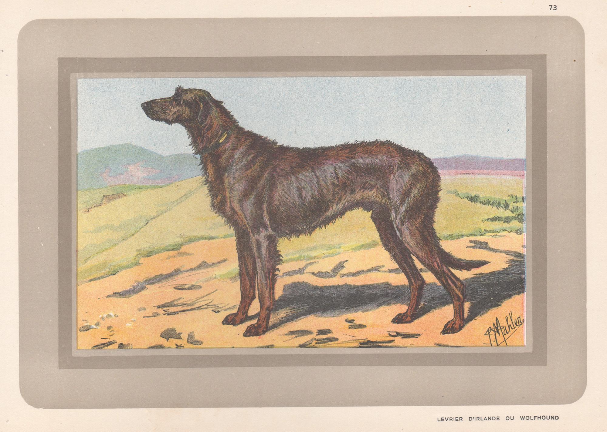 P. Mahler Animal Print – Irischer Wolfshund, französischer Jagdhund Chromolithographie, 1930er Jahre