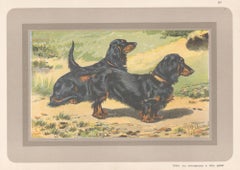 Long-Haired Dachshund, French hound dog chromolithograph print, 1930s