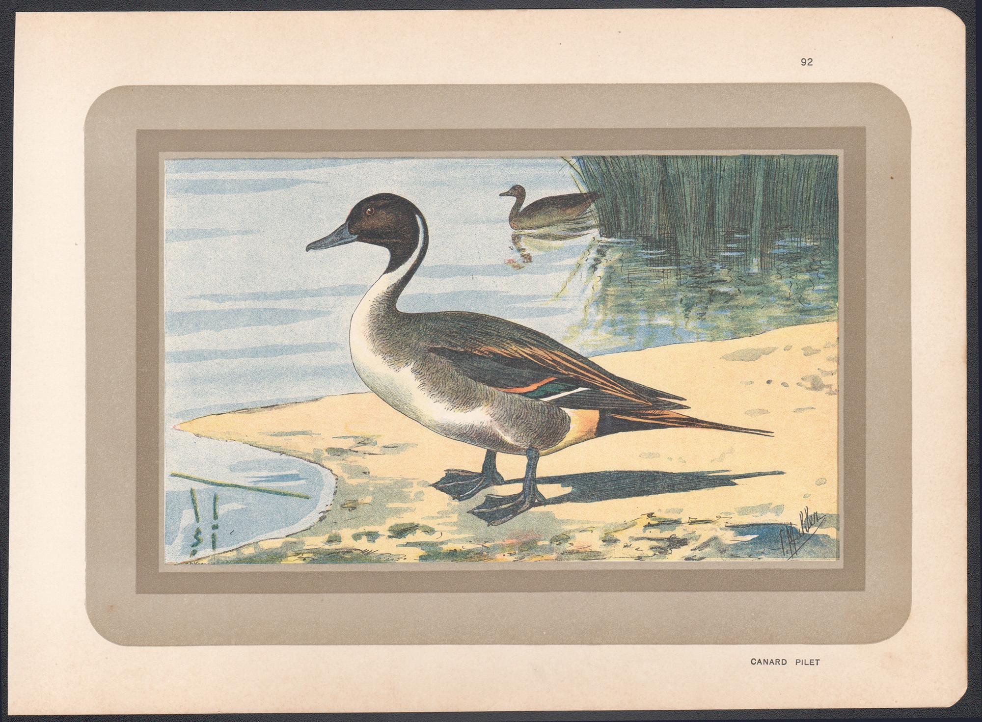Northern Pintail, French antique bird duck art illustration print - Print by P. Mahler