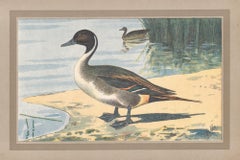 Northern Pintail, French antique bird duck art illustration print