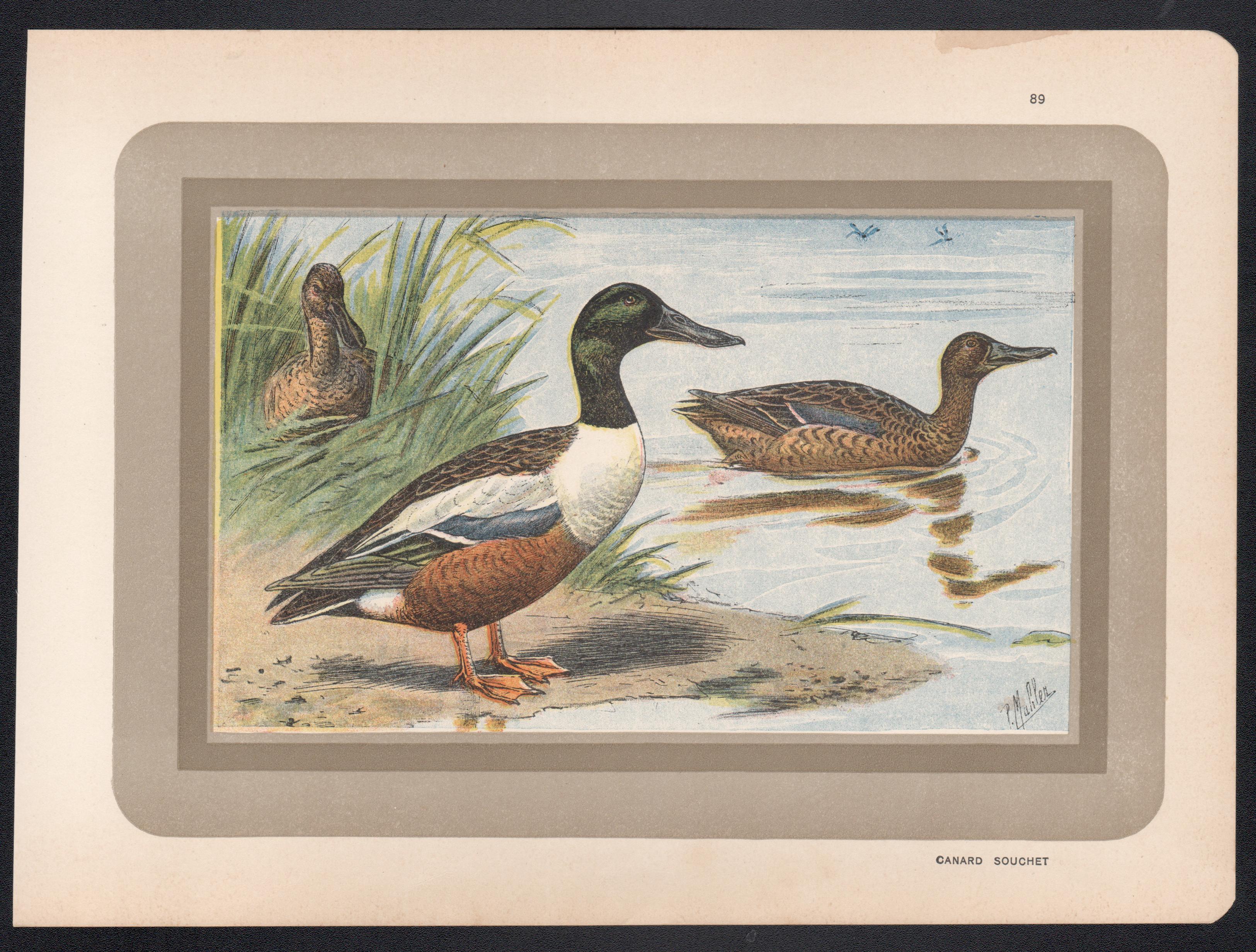 Northern Shoveler, French antique bird duck art illustration print - Print by P. Mahler