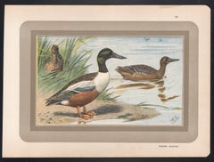 Northern Shoveler, French antique bird duck art illustration print