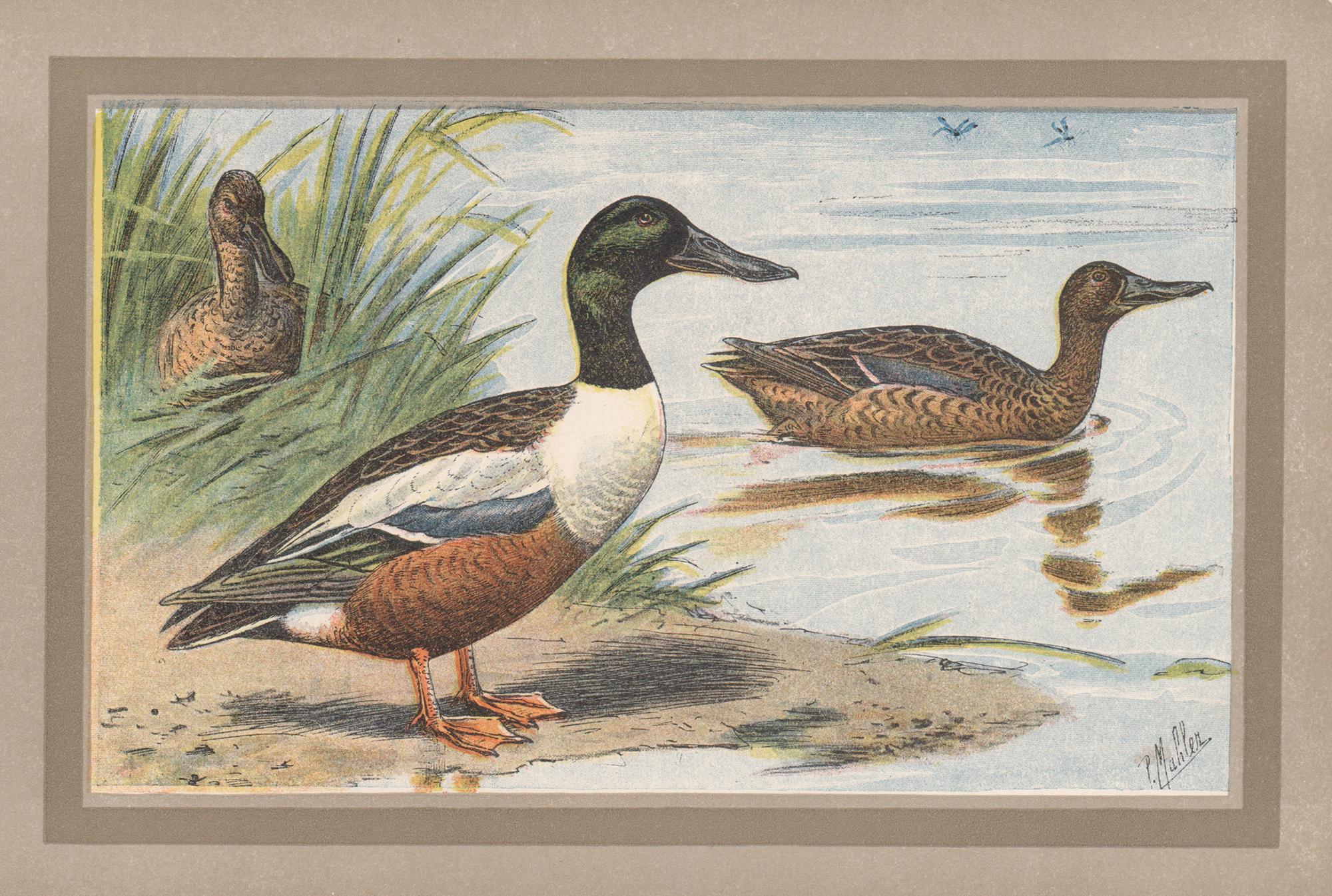 Print P. Mahler - Canard souchet, illustration française d'art de canard d'oiseau antique.