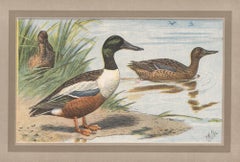 Northern Shoveler, French antique bird duck art illustration print