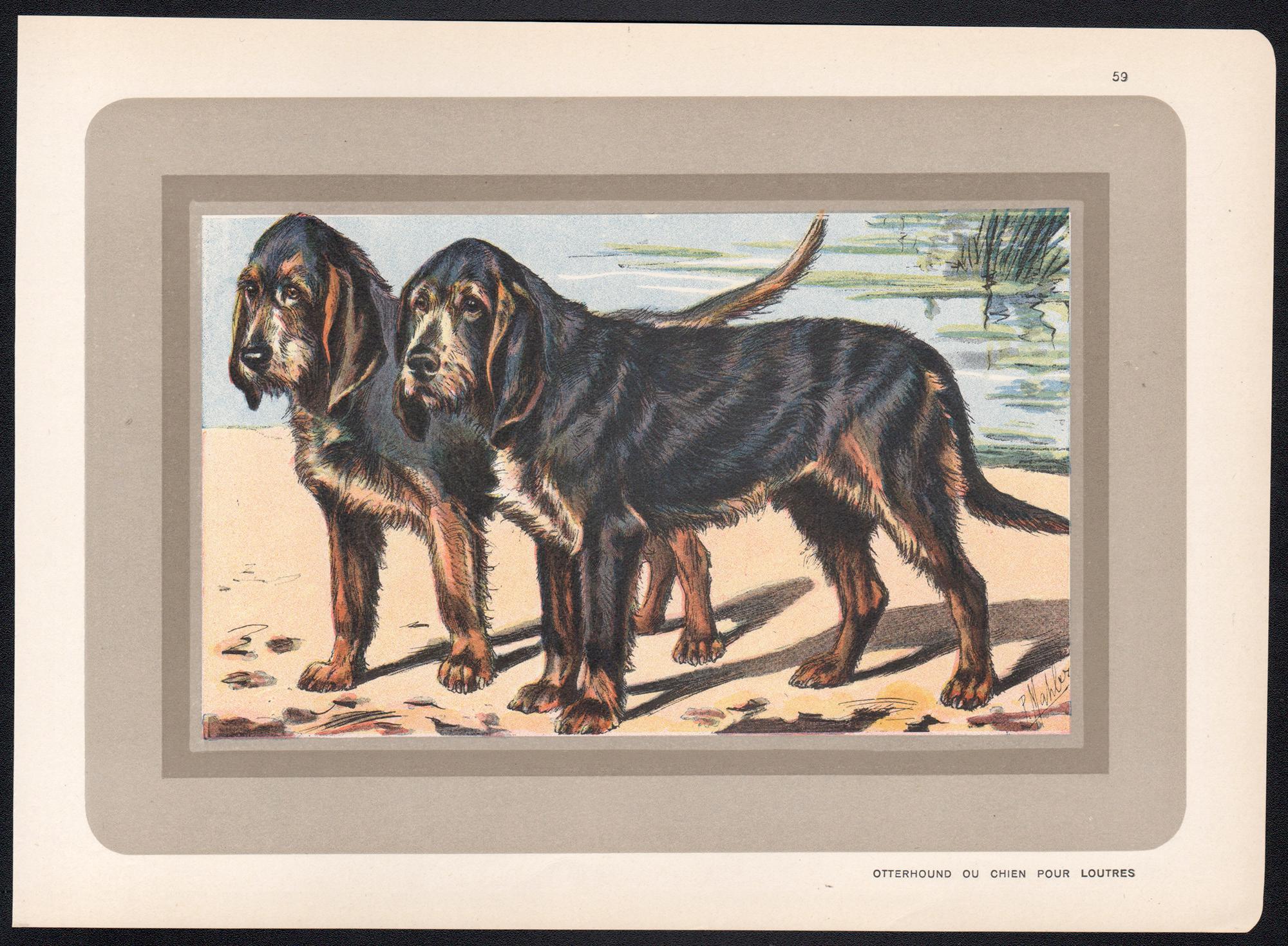 Otterhound Ou Chien Pour Loutres, French hound, dog chromolithograph, 1930s - Print by P. Mahler