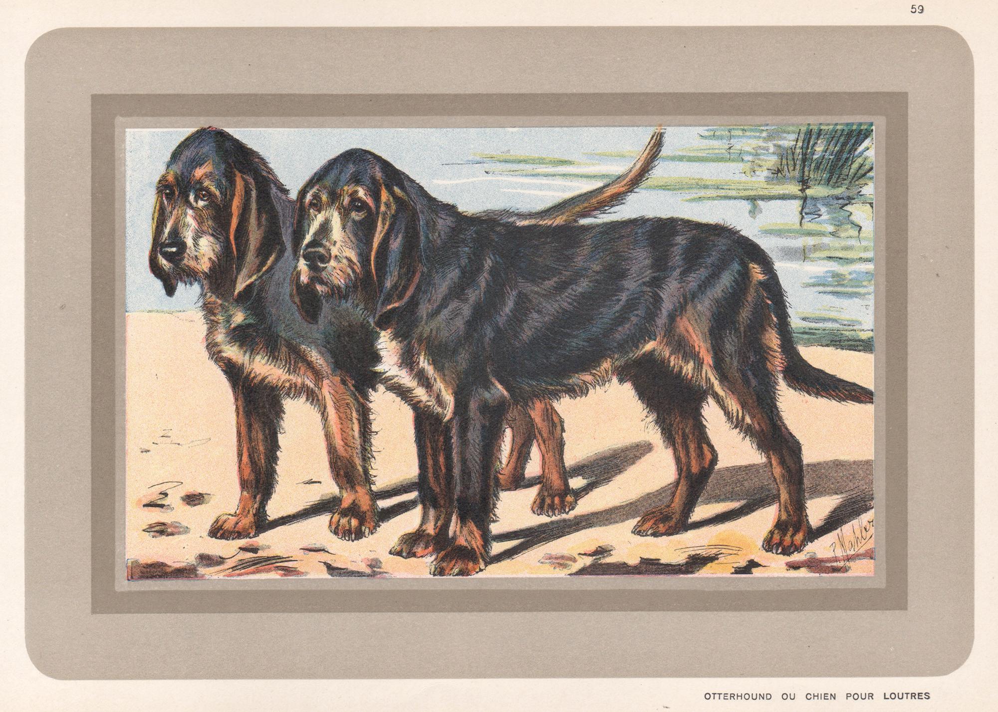 P. Mahler Animal Print - Otterhound Ou Chien Pour Loutres, French hound, dog chromolithograph, 1930s