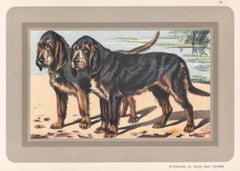 Otterhound Ou Chien Pour Loutres, French hound, dog chromolithograph, 1930s