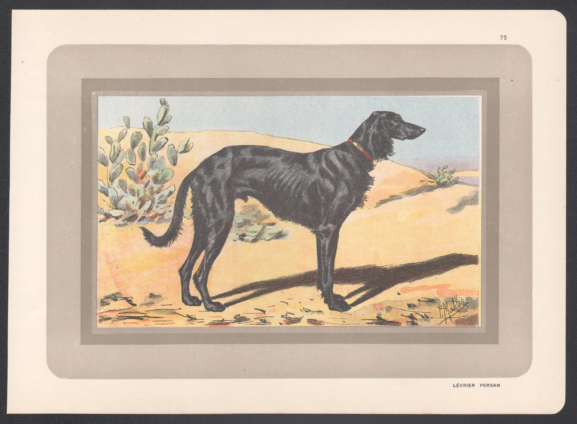 Impression chromolithographie d'un lévrier persan, chien de chasse français, 1931 - Print de P. Mahler