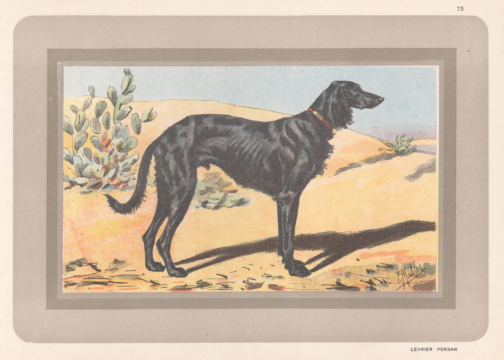 Persian Greyhound, French hound dog chromolithograph print, 1931