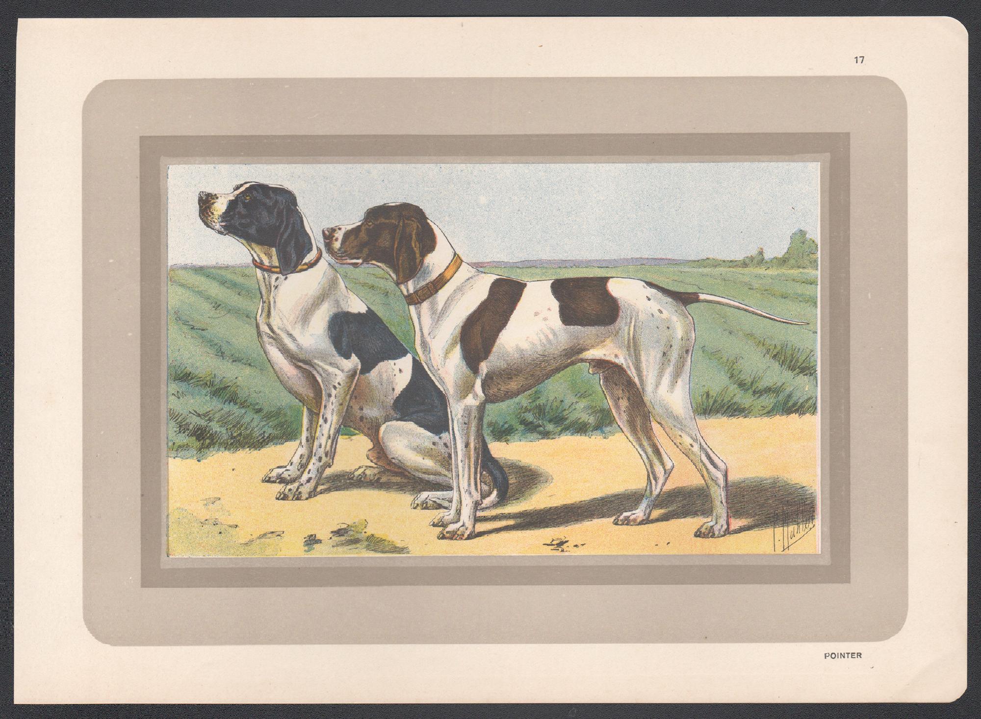Pointer, French hound dog chromolithograph print, 1930s - Print by P. Mahler