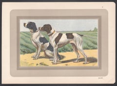 Pointer, impression chromolithographie d'un chien de chasse français, années 1930