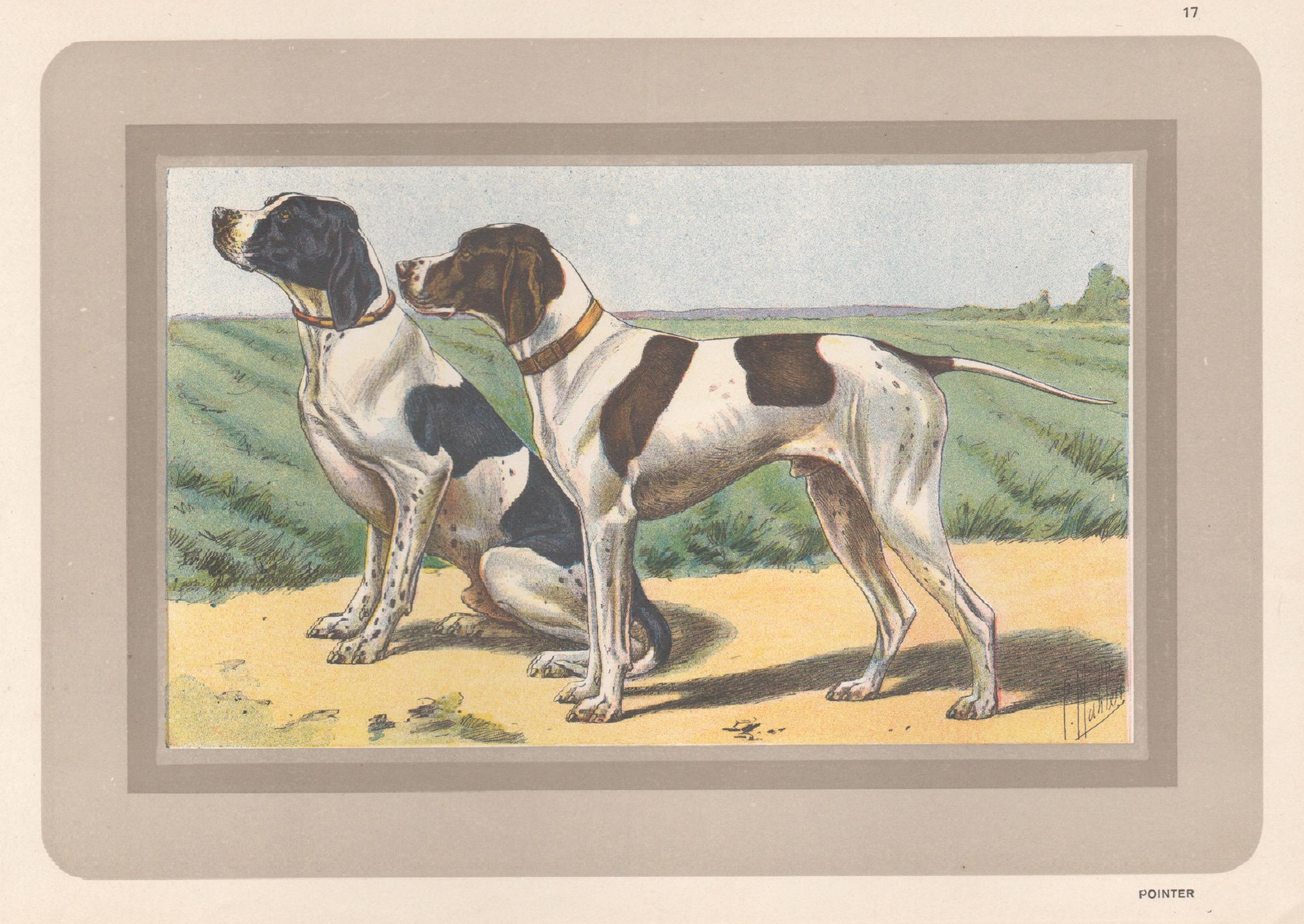 P. Mahler Animal Print - Pointer, French hound dog chromolithograph print, 1930s