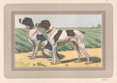Vintage Pointer, French hound dog chromolithograph print, 1930s