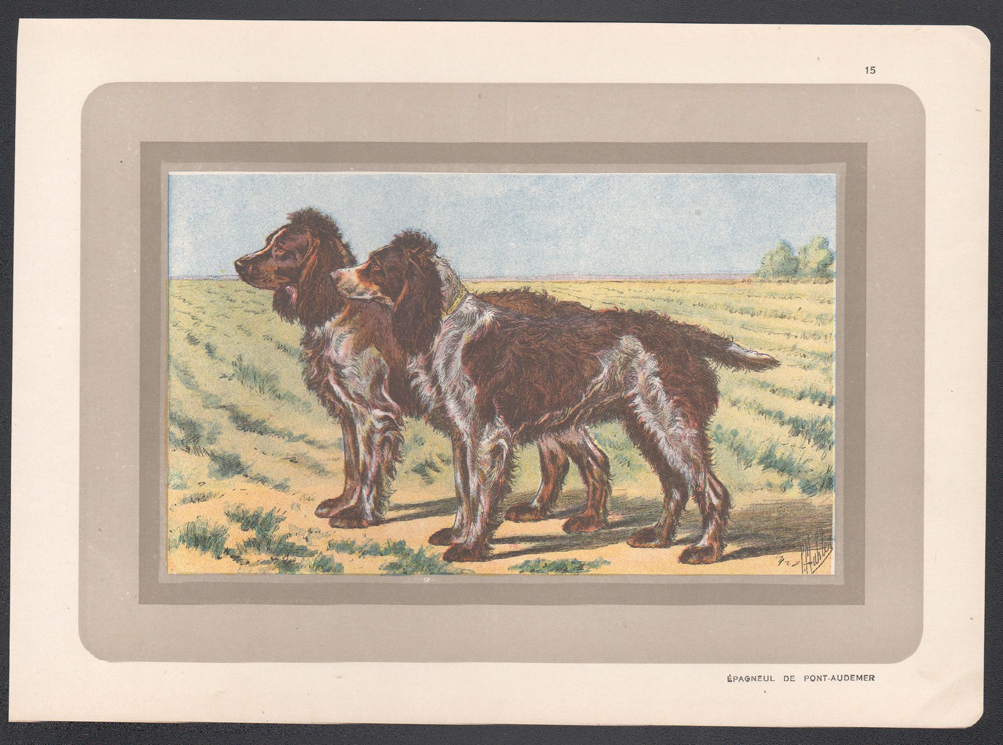 Pont-Audemer Spaniel, impression chromolithographie de chien de chasse français, années 1930 - Print de P. Mahler