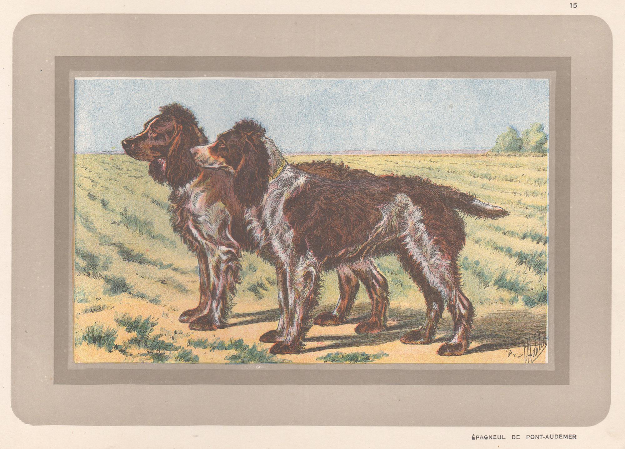 P. Mahler Animal Print – Pont-Audemer Spaniel, Französischer Chromolithographiedruck mit Hund, 1930er-Jahre