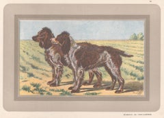 Pont-Audemer Spaniel, French hound dog chromolithograph print, 1930s