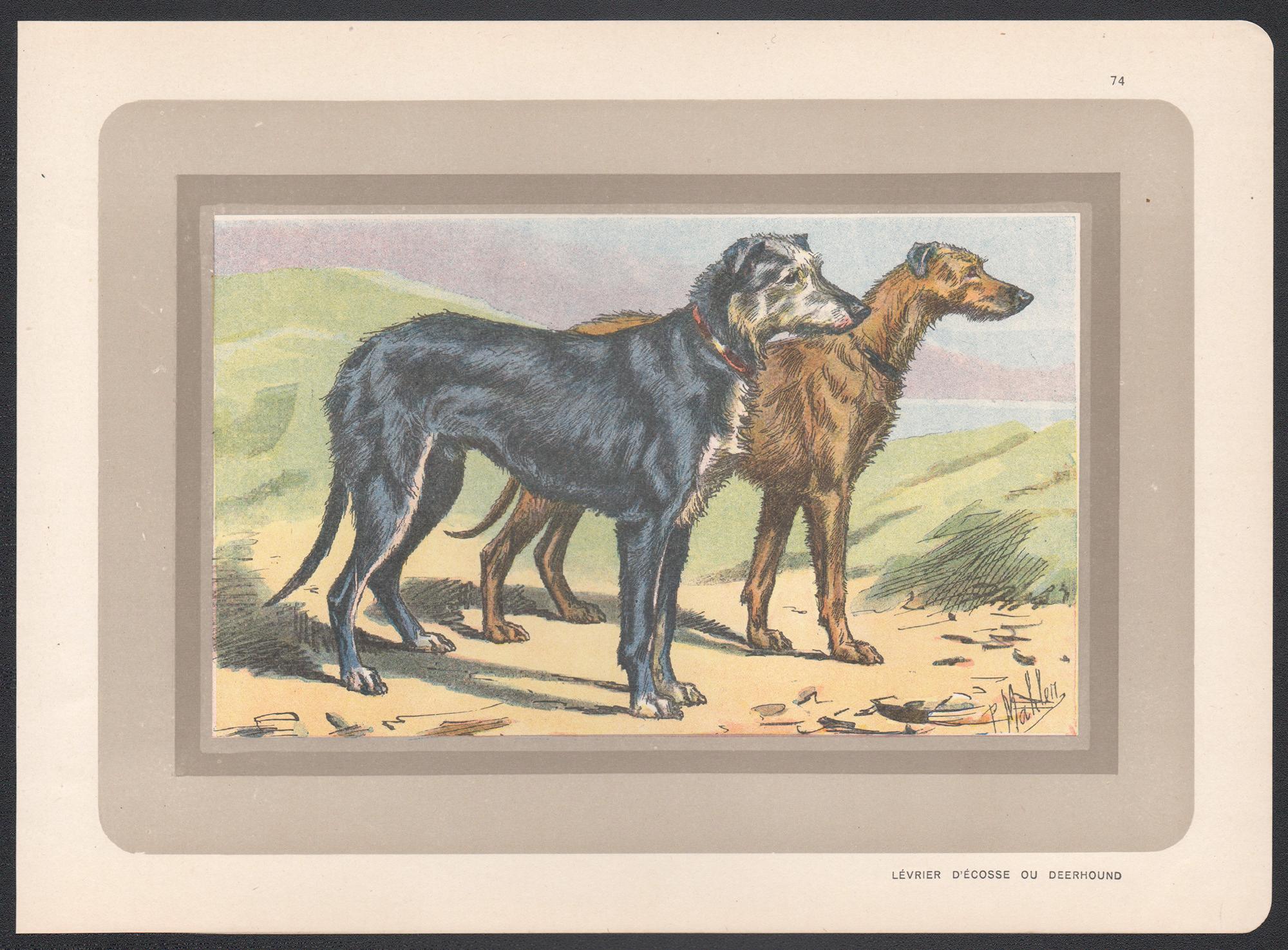 Scottish Deerhound, French hound dog chromolithograph print, 1931 - Print by P. Mahler