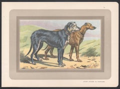 Scottish Deerhound, French hound dog chromolithograph print, 1931
