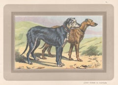 Scottish Deerhound, French hound dog chromolithograph print, 1931