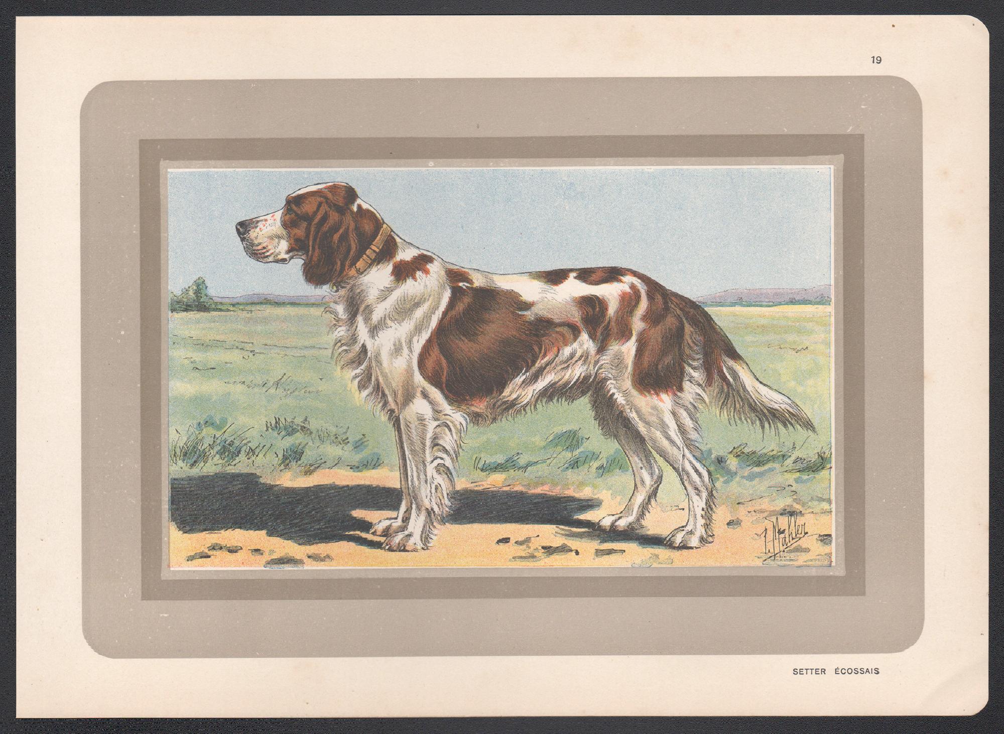 Scottish Setter, French hound dog chromolithograph print, 1930s - Print by P. Mahler