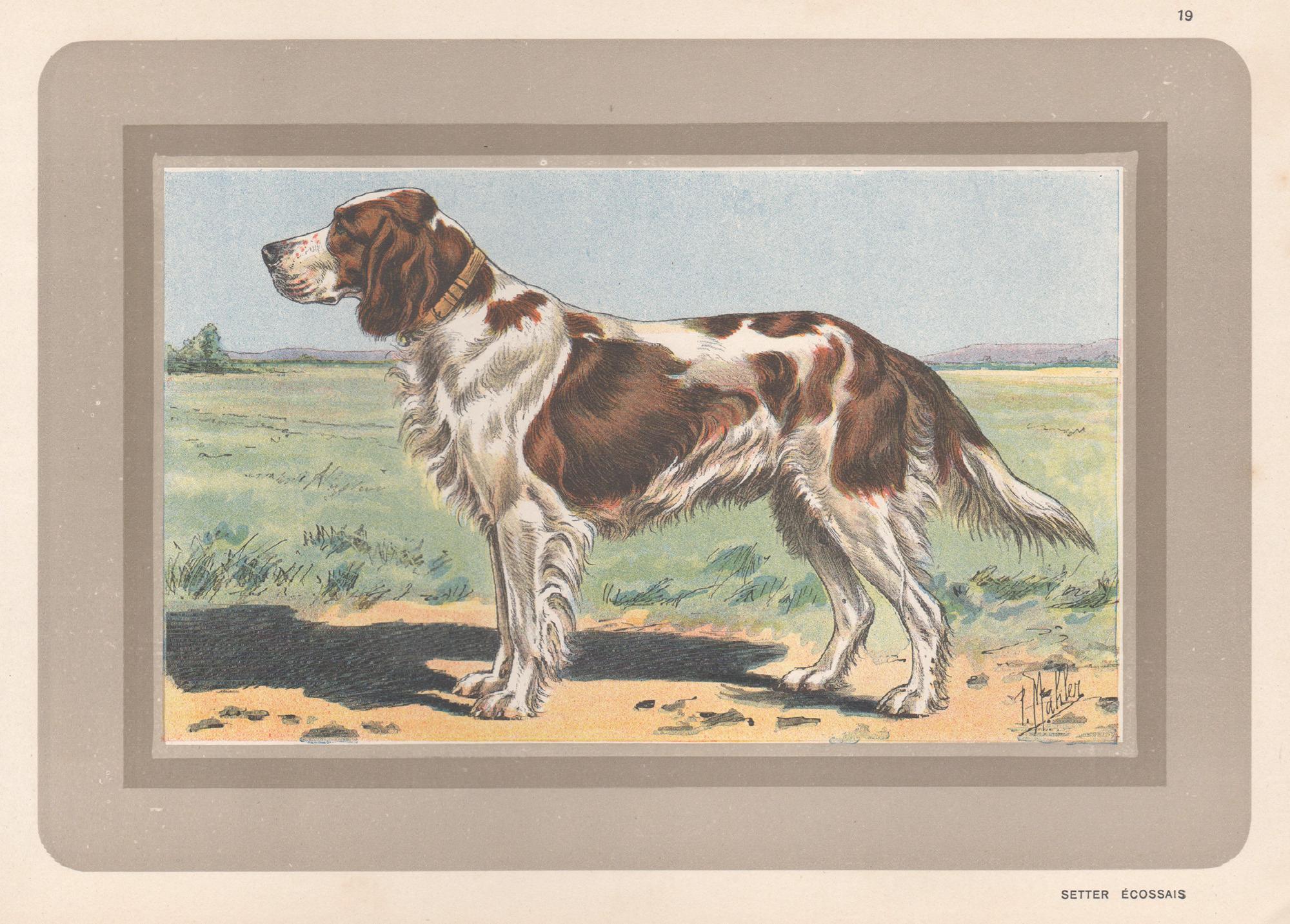 P. Mahler Animal Print - Scottish Setter, French hound dog chromolithograph print, 1930s