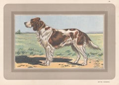 Scottish Setter, French hound dog chromolithograph print, 1930s