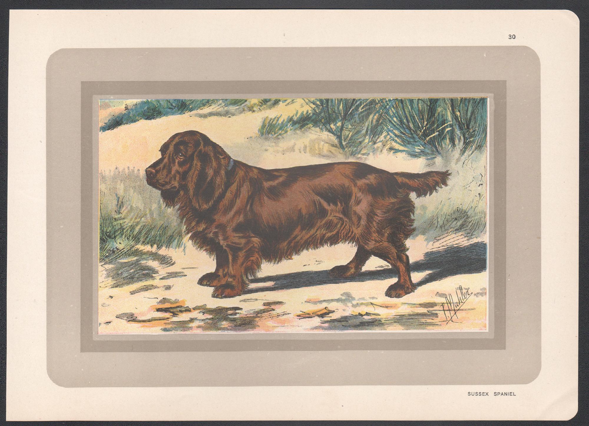 Impression chromolithographie d'un épagneul du Sussex, chien de chasse français, 1931 - Print de P. Mahler