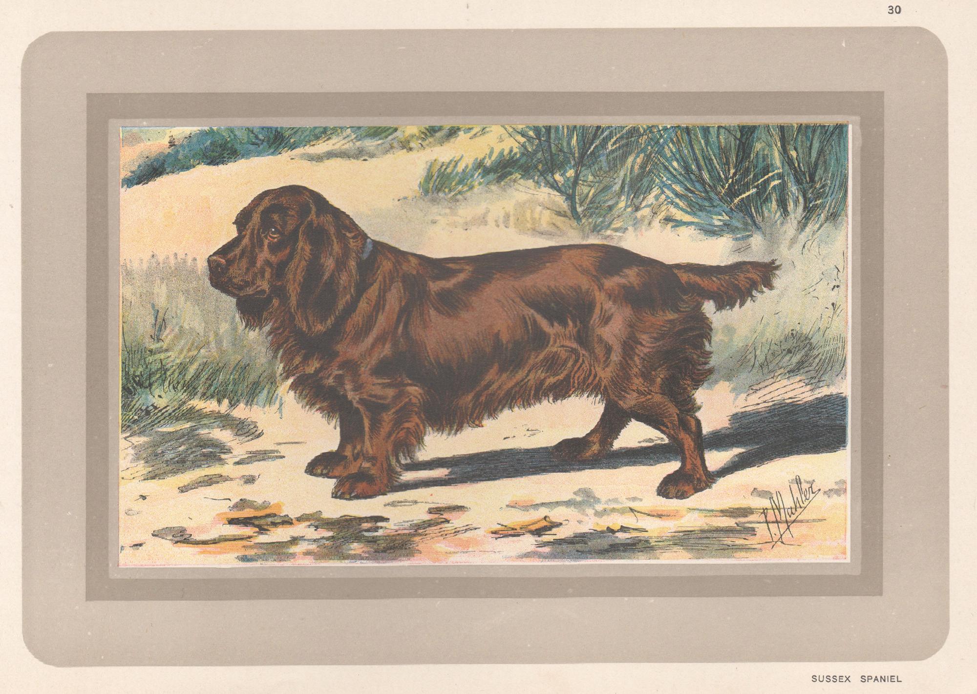 Animal Print P. Mahler - Impression chromolithographie d'un épagneul du Sussex, chien de chasse français, 1931