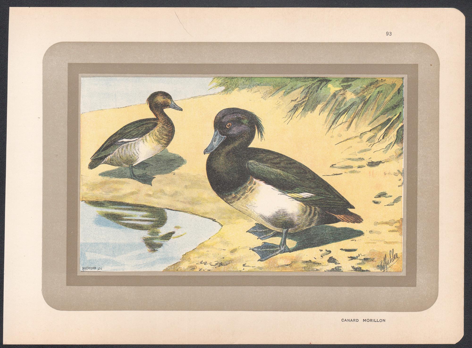 Tufted Duck, Französischer antiker Vogel-Ente-Illustrationdruck – Print von P. Mahler