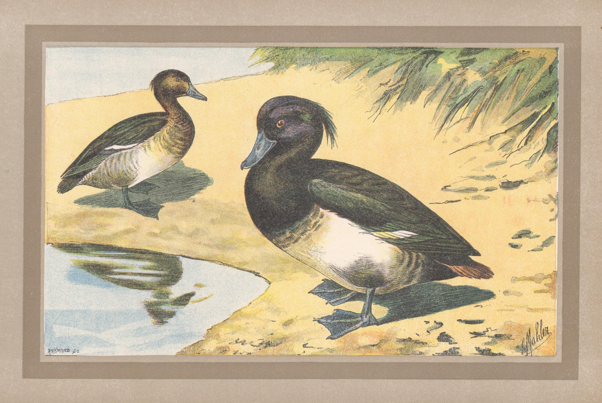 P. Mahler Animal Print - Tufted Duck, French antique bird duck art illustration print