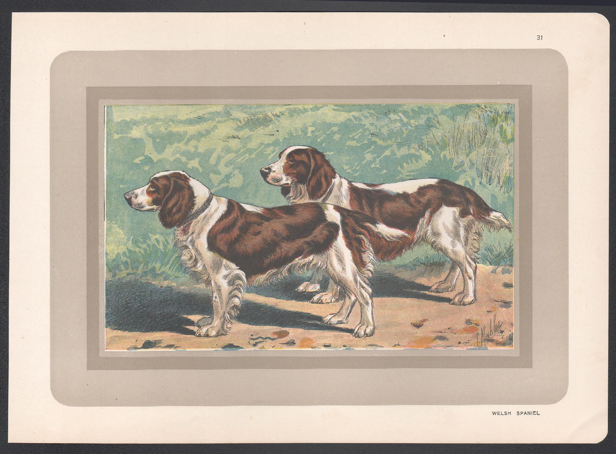 Impression chromolithographie d'un épagneul gallois, chien de chasse, années 1930 - Print de P. Mahler