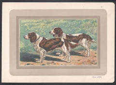 Welsh Spaniel, cane da caccia francese stampa cromolitografica, anni '30