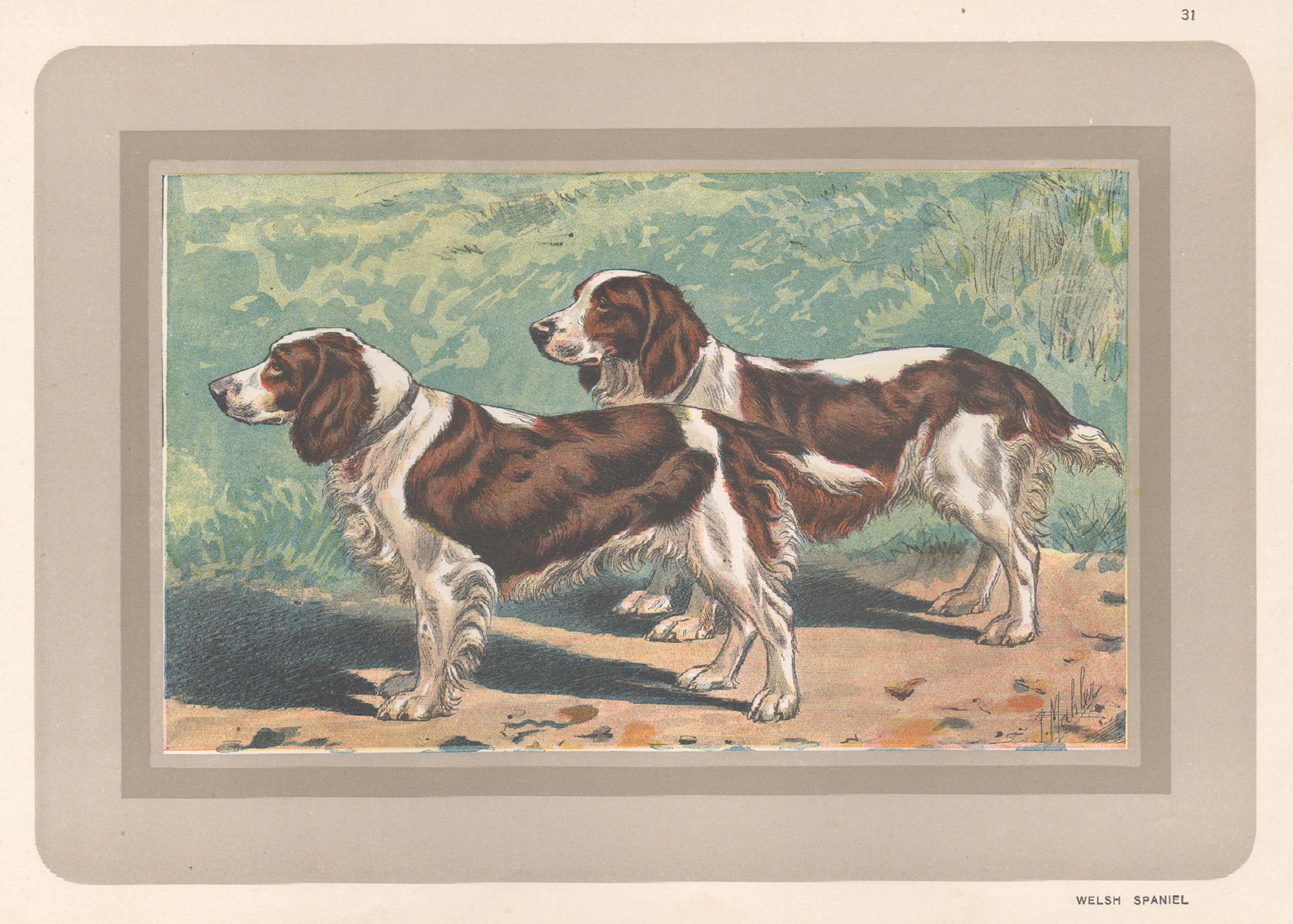 P. Mahler Animal Print – Welsh Spaniel, Französischer Chromolithographiedruck mit Hund, 1930er-Jahre