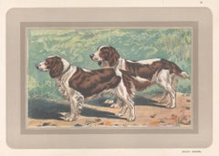 Welsh Spaniel, French hound dog chromolithograph print, 1930s