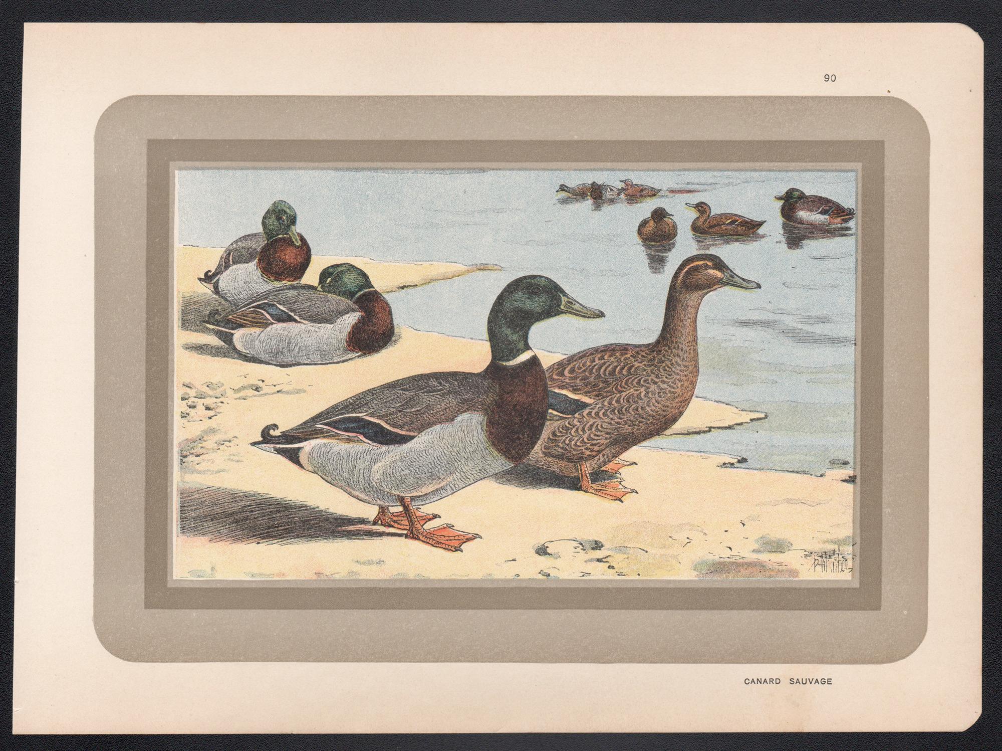 Pato silvestre, historia natural antiguo francés pato arte ilustración impresión - Print de P. Mahler